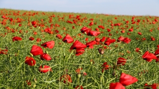  Tekirdağ’da gelinciklerle kırmızıya bürünen tarlalar görsel şölen sunuyor