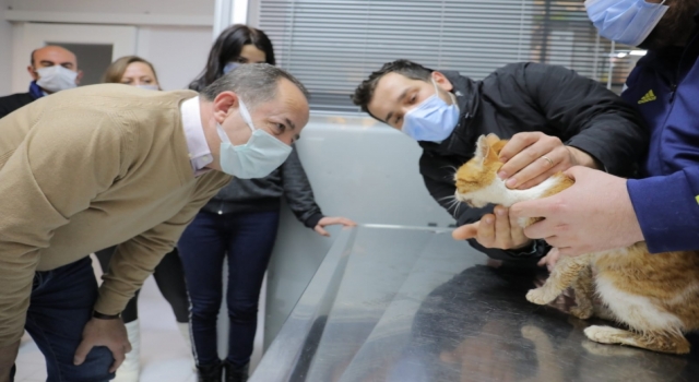 Belediye Başkanı Gürkan, otomobil çarpması sonucu yaralanan kedi hakkında bilgi aldı