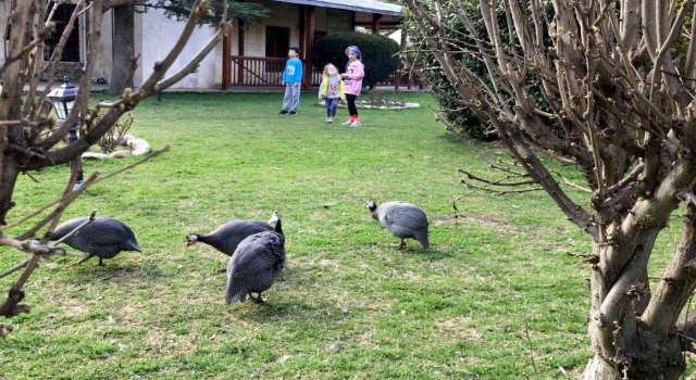Edirne’deki ”çevreci cami”nin bahçesindeki Afrika cinsi tavuklar ilgi çekiyor