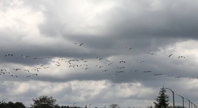 Kırklareli’nde göç eden pelikanlar güzel görüntüler oluşturdu