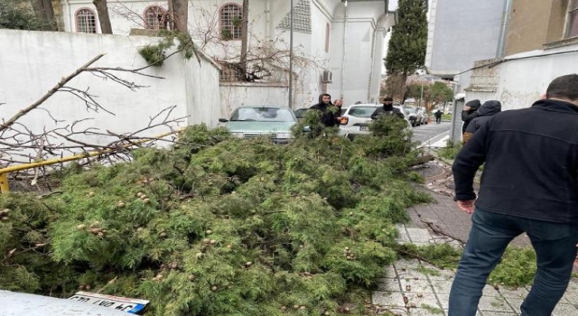 Tekirdağ’da fırtınanın devirdiği ağaç, araçlara zarar verdi