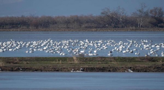 Meriç Deltası’nda 40 bin su kuşu yaşıyor