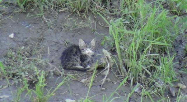 Tunca Nehri’nde mahsur kalan yavru kedi için AFAD seferber oldu