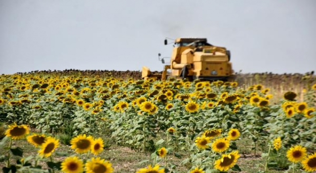 Kuraklığa dayanıklı tohum, ayçiçeği verimini artırdı