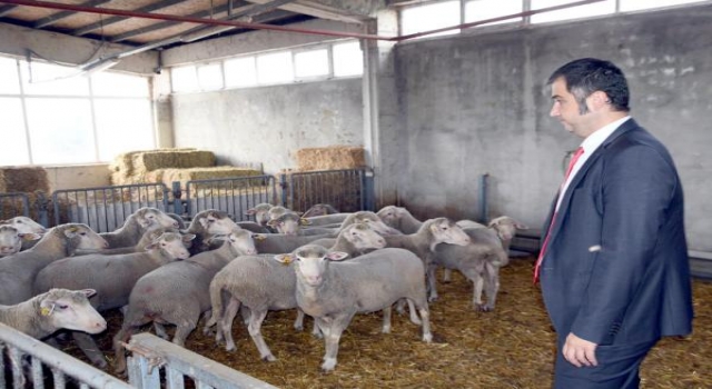 Namık Kemal Üniversitesi’nde kaliteli elbise kumaşı için ’özel koyun sürüsü’ oluşturuldu