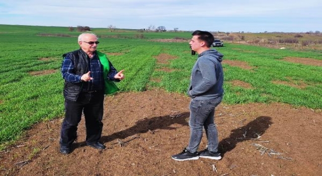 Edirne’de ekinlerde, ekin kambur böceği zararlısı görüldü