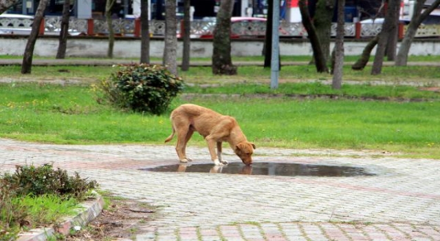 Havsa’da kaybolan sokak köpekleri için hayvanseverlerden suç duyurusu