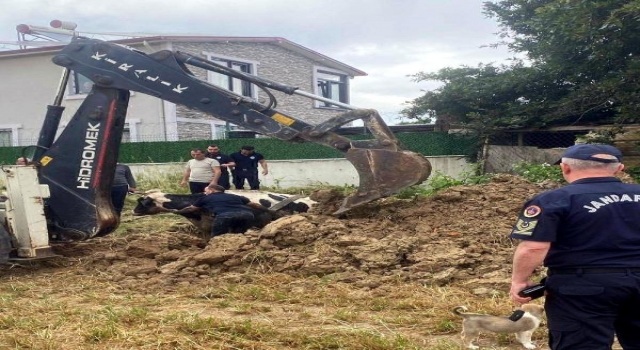 Çukura düşen inek, itfaiye tarafından kurtarıldı