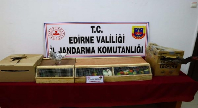 Edirne’de durdurulan otobüste kaçak hayvanlar ele geçirildi