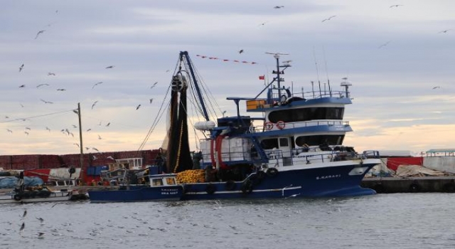 Tekirdağlı balıkçılar, 12 ton kolyoz avladı