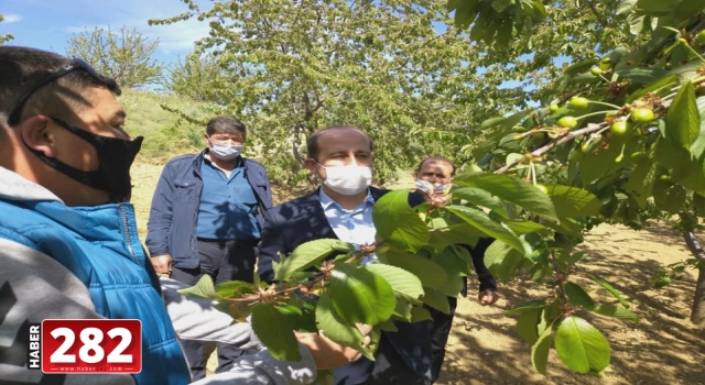 Tarım ve Orman İl Müdürü Öcal, Şarköy'deki kiraz bahçelerini inceledi