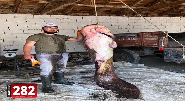109 kiloluk yayın balığı yakalandı