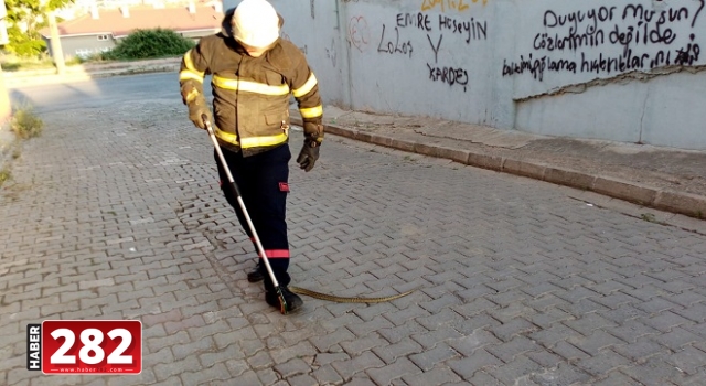 Tekirdağ'da ağaçta yakalanan yılan doğaya salındı