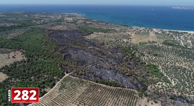 ÇOSB, Çanakkale'de yanan ormanlık alanı yeniden ağaçlandıracak