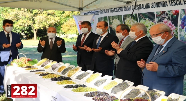 Tekirdağ'da "Bağ bozumu" etkinliği düzenlendi