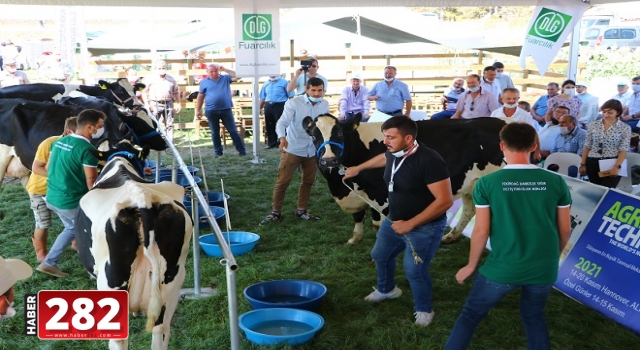 Tekirdağ'da "güzellik yarışması" için getirilen ineğin kaçması heyecana neden oldu