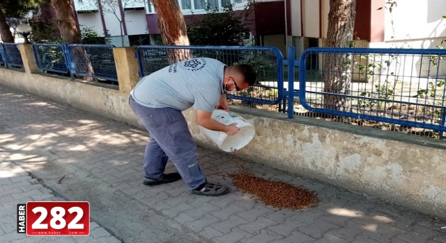 Zor günlerde sokak hayvanları Süleymanpaşa Belediyesine emanet