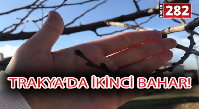 TRAKYA'YA YALANCI BAHAR GELDİ: AĞAÇLAR TOMURCUK AÇTI!