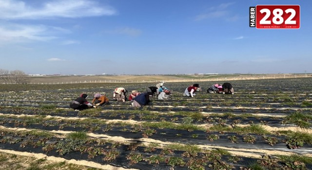 Ergene Belediyesi Çilek Tarlalarını Yeni Sezona Hazırlıyor