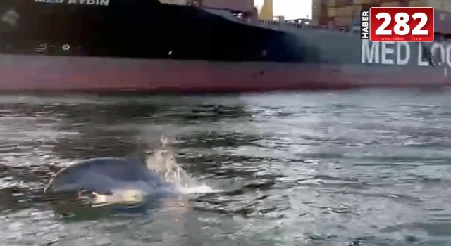 TEKİRDAĞ'DA yunuslar tekneye eşlik etti
