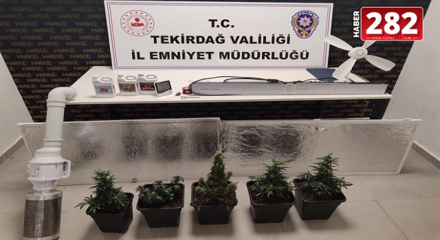 Tekirdağ'da evlerinde uyuşturucu yetiştiren 2 şüpheli yakalandı