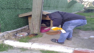 Kırklareli Belediyesinden sokak hayvanlarına mama takviyesi