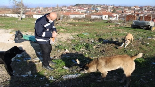 Edirne Çevre ve Şehircilik Müdürlüğü ekipleri sokak hayvanlarını besledi