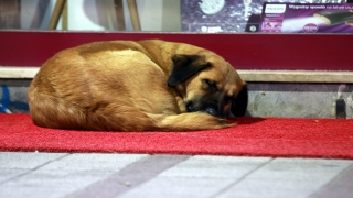  Kırklareli’nde bir iş yerinin önündeki ”kırmızı halı”da yatan köpekler dikkati çekti
