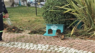 Süleymanpaşa Belediyesi ekipleri sokak hayvanlarını besledi