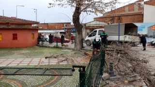 Edirne’de şiddetli rüzgar nedeniyle ağaç devrildi