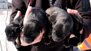 Edirne’de karda doğum yapan köpek ve yavruları donmak üzereyken kurtarıldı