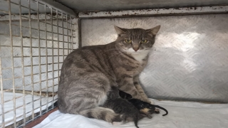 Tekirdağ’da anne kedi ve iki yavrusu sezaryenle kurtarıldı