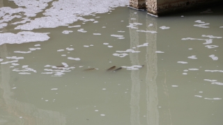 Malkara’da deredeki balık ölümleri araştırılıyor