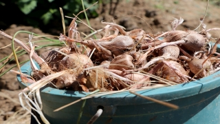 Edirne’de ”mucize bitki” diye adlandırılan safranın soğan hasadına başlandı