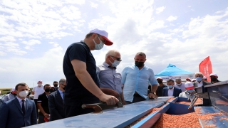Türkiye’nin çeltik ambarı Edirne’de damla sulama sistemiyle ekim yapıldı