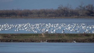 Meriç Deltası’nda 40 bin su kuşu yaşıyor