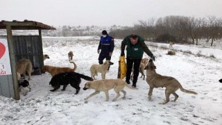 Kırklareli’de sokak hayvanlarına yem bırakıldı