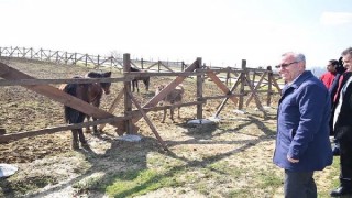 Triportörler karşılığı teslim alınan atlar, rehabilitasyona alındı