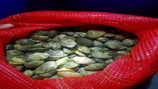Yunanistan’a götürülmek istenen 1 ton kaçak midye ele geçirildi