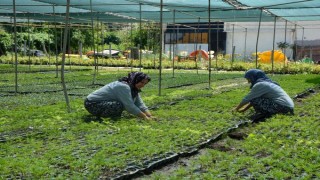 Keşan Belediyesi, seralarında bu yıl 640 bin çiçek üretti