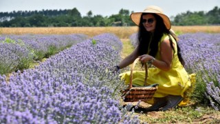 Edirne’de lavanta turizmi; otellerde yer kalmadı