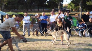 Marmaraereğlisi’nde ’uluslararası köpek ırk standartları yarışması’ düzenlendi