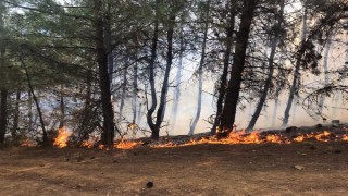 Şarköy’de orman yangını; 2 saatte kontrol altına alındı