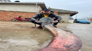 Meriç Nehri’nde 2 metrelik yayın balığı yakaladılar
