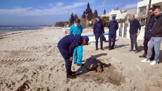 Tekirdağ sahilinde ölü caretta caretta bulundu