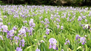 Trakya tarlalarında 60 çeşit aromatik bitki yetiştiriliyor