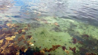 ‘Marmara’da denizanalarının artmasının nedeni kirlilik’