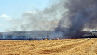Edirne’de 250 dönüm buğday tarlası yandı