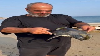 Saros’ta sahile vuran caretta caretta denize bırakıldı