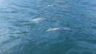 Tekirdağ’da 2 yunus balığı görüntülendi